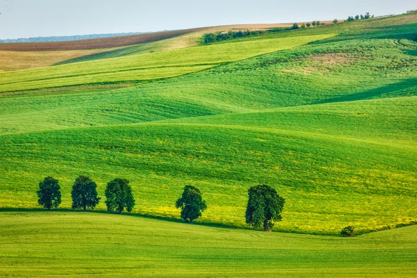 Paysage vallonné de Moravie du Sud avec arbres . — Photo