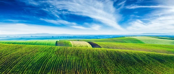 Moravian rolling landscape with trees — Stock Photo, Image