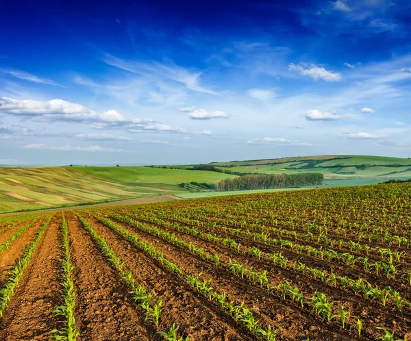 Rolling fields of Moravia — Stock Photo, Image