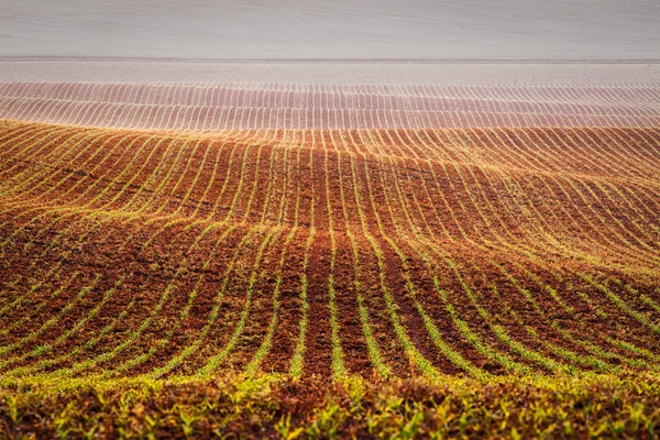 Campos rolantes de morávia — Fotografia de Stock