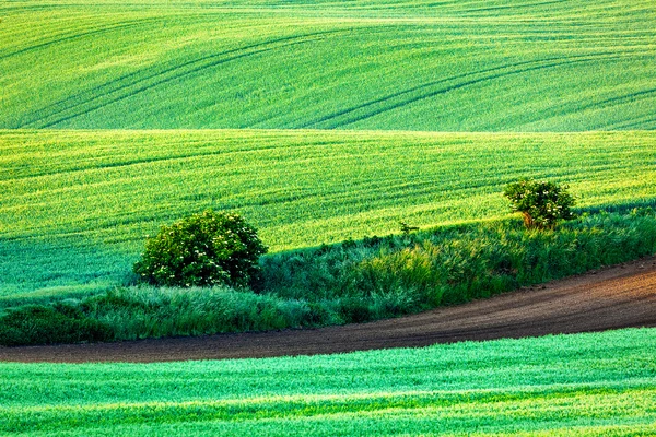 Böljande landskap i Södra Mähren på morgonen — Stockfoto