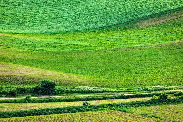 Abstrakt mönster med böljande fält — Stockfoto