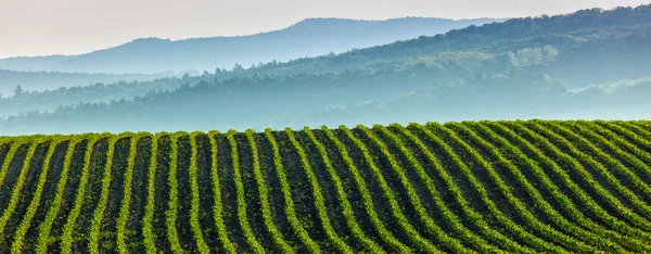 Panorama of furrows with sprouts in rolling ploughed fields — Stock Photo, Image