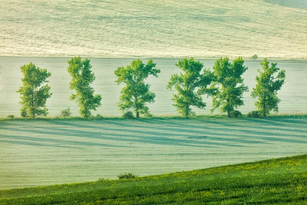 Mähriska rullande landskap med träd i tidig morgon — Stockfoto