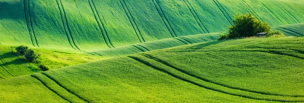 Paisagem rolante morávia — Fotografia de Stock