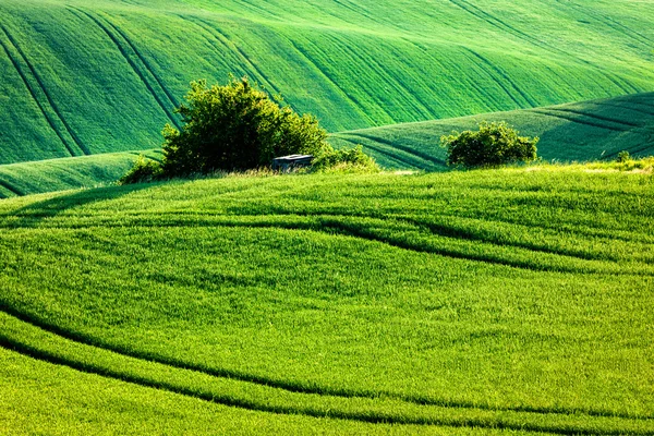 Moravia paisaje rodante — Foto de Stock
