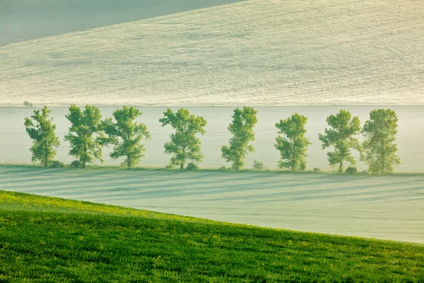 Moravian rolling landscape with trees in early morning