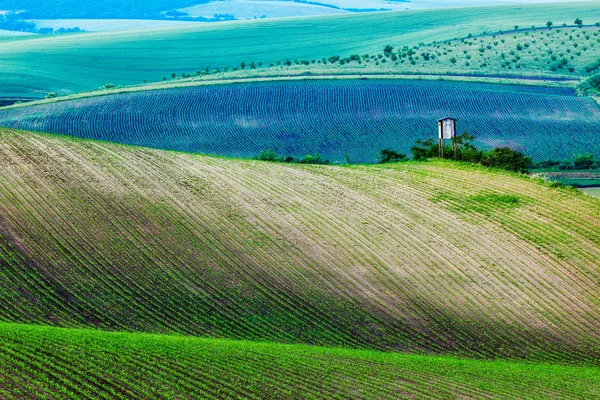 Moravské zvlněné krajině s lov věž shack — Stock fotografie