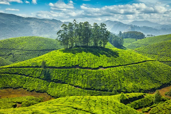 Piantagioni di tè — Foto Stock