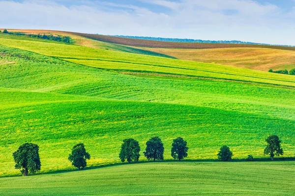 Rolling landscape of South Moravia with trees. — Stock Photo, Image