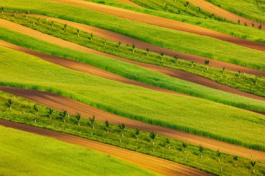 Striped fields of South Moravia clipart