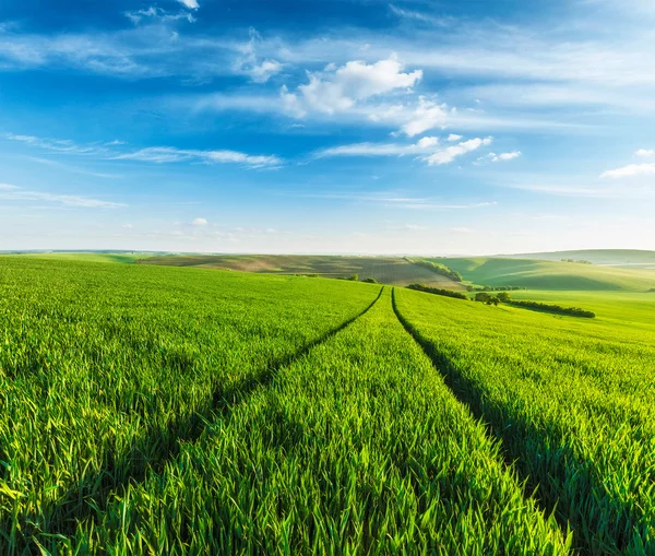 Rullande sommar landskap — Stockfoto