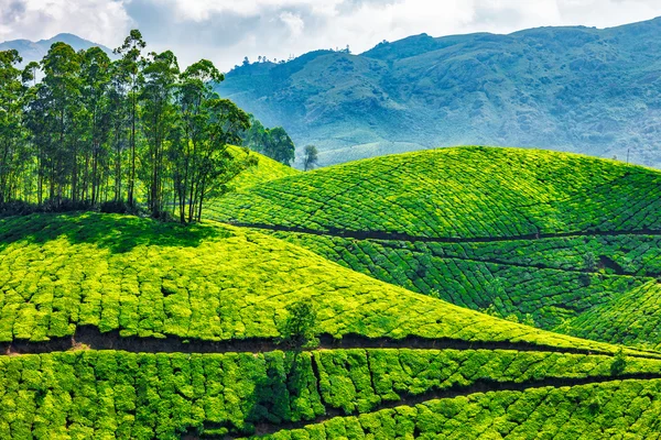 Tea plantations — Stock Photo, Image