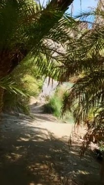 Girit 'in palmiye ağacı ormanlarında sabit kamerayla yürüyen Girit adası Preveli, Girit adası, Yunanistan' ın Phoenix teofrastisi