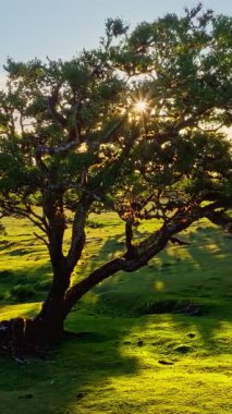 Gün batımında Fanal Laurisilva ormanındaki ağaçların üzerinde uçarken çekilen hava aracı görüntüleri. Madeira Adası, Portekiz. Kaydırma Taşıma Çekimi