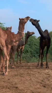 Pushkar mela deve fuarında deve sürüsü. Develer çiğniyor. Ünlü Hint festivali Kartik mela. Pushkar, Rajasthan, Hindistan. Kamera döndürme