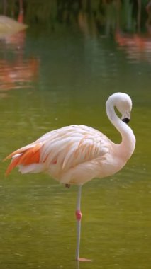 Amerikan Phoenicopterus ruber chilensis ve Şili Flamingoları Phoenicopterus chilensis güzel renkli kuşlar suyun içine kapanır.