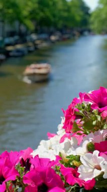 Yunanistan 'ın ünlü Paros Adası' ndaki Naousa kasabasının çiçek açan begonvil çiçekli geleneksel badanalı evleri ile pitoresk dar bir sokakta sabit kamerayla yürümek