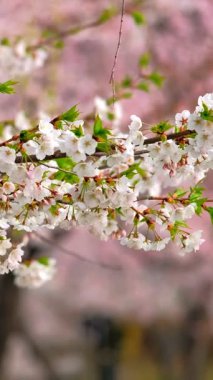 Çiçek açan sakura kiraz çiçeği arka plan bahar, Güney Kore