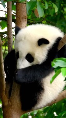 Ağaçtaki dev panda yavrusu. Chengdu, Sichuan, Çin