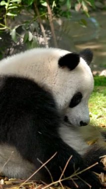Çin turistik cazibesi - dev panda bambu yiyor. Chengdu, Sichuan, Çin