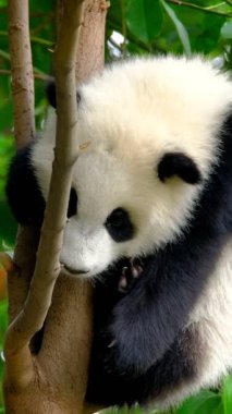 Ağaçtaki dev panda yavrusu. Chengdu, Sichuan, Çin