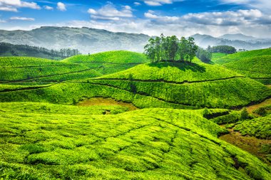 Green tea plantations in India clipart