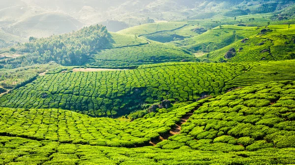 Zelené čajové plantáže v Munnar, Kerala, Indie — Stock fotografie