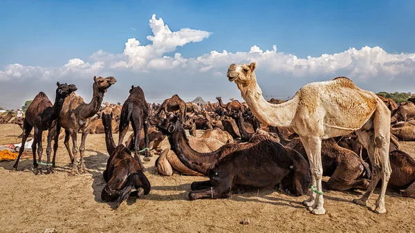 Camellos en la Feria de Camellos Pushkar Mela, India —  Fotos de Stock