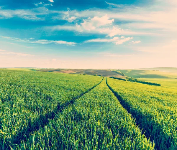 Green fields of Moravia — Stock Photo, Image