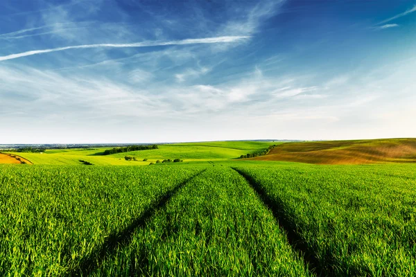 Зеленые поля Моравии — стоковое фото