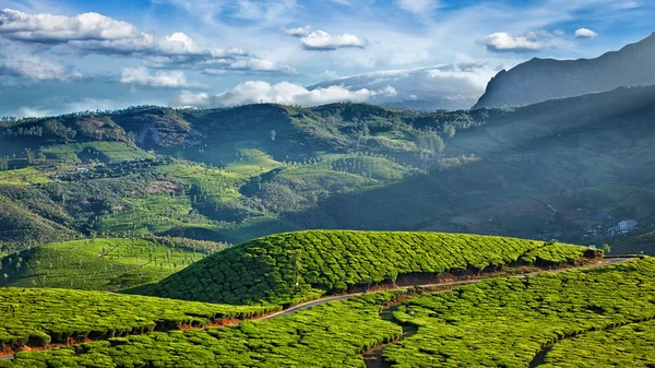 Zelené čajové plantáže v Indii — Stock fotografie