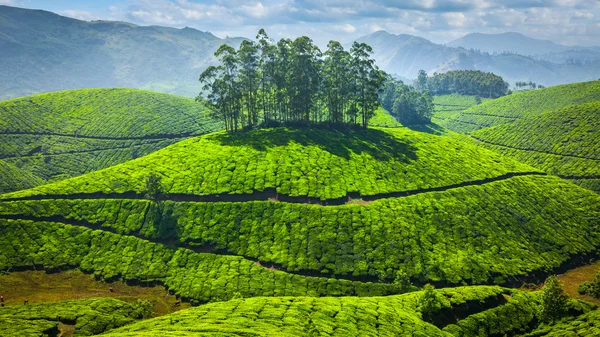 Green tea plantations in India — Stock Photo, Image