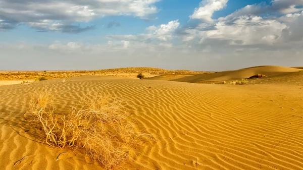 印度、 拉贾斯坦邦的塔尔沙漠的沙丘 — 图库照片