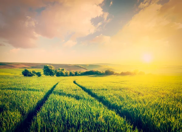 Sonnenuntergang im Feld — Stockfoto