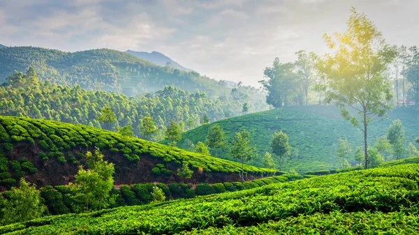 Plantații de ceai verde în Munnar, Kerala, India — Fotografie, imagine de stoc