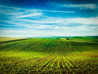 Rolling fields of Moravia clipart