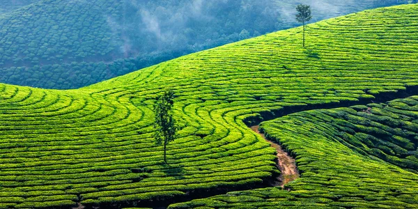 Plantacje zielonej herbaty w Munnar, Kerala, Indie — Zdjęcie stockowe