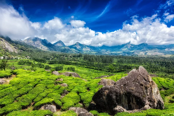 Tea plantations. Munnar, Kerala — Stock Photo, Image