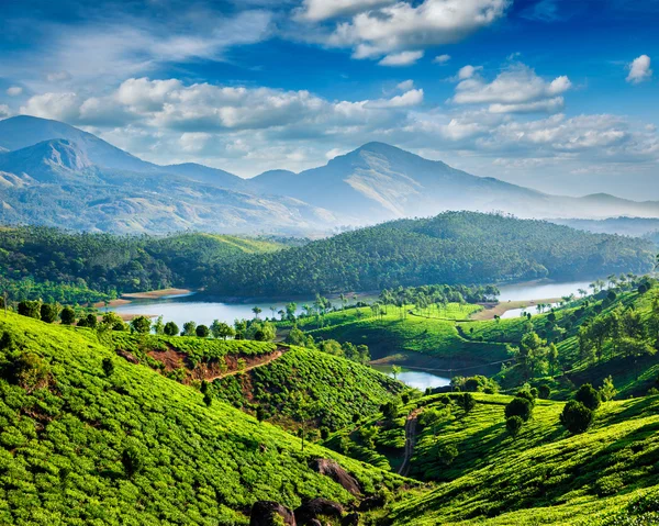 Piantagioni di tè e fiume in collina — Foto Stock
