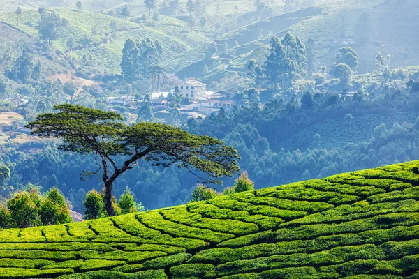 Tree in tea plantations — Stock Photo, Image