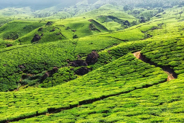 Tea plantations in mountains — Stock Photo, Image