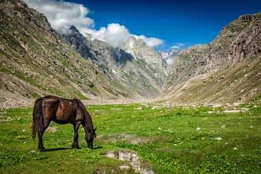 Himalayalar'da otlatma at