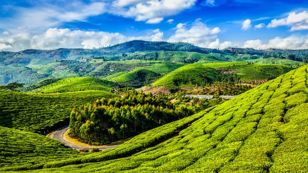 Groene thee plantages in Puntarenas, Kerala, India — Stockfoto