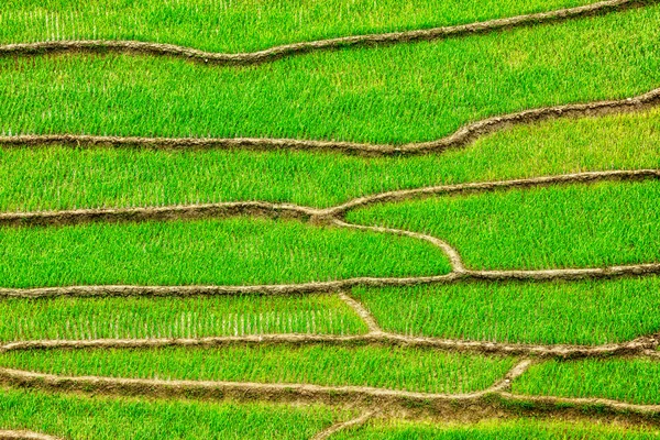 Террасы с рисовым полем — стоковое фото