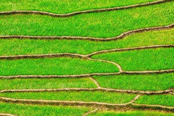 Veld rijstvelden — Stockfoto