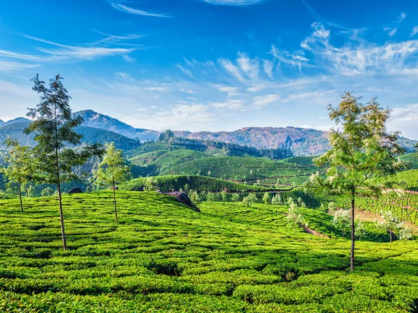 Plantations de thé, Munnar, État du Kerala, Inde — Photo