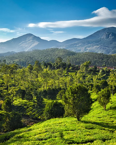Zöld tea ültetvényeket Indiában — Stock Fotó