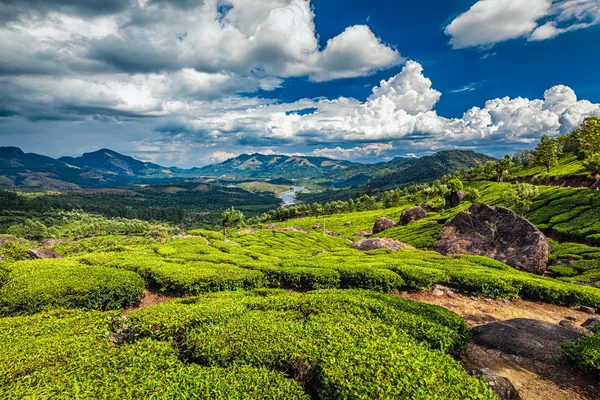 Plantações de chá e rio em Kerala, Índia — Fotografia de Stock