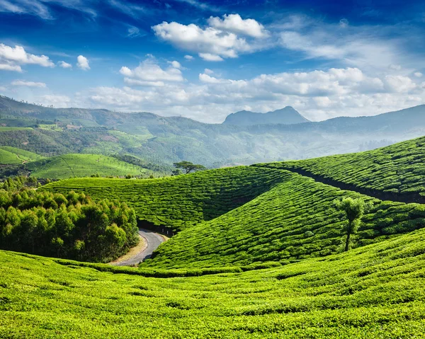 Tea ültetvényeket, Munnar, Kerala állam, India — Stock Fotó